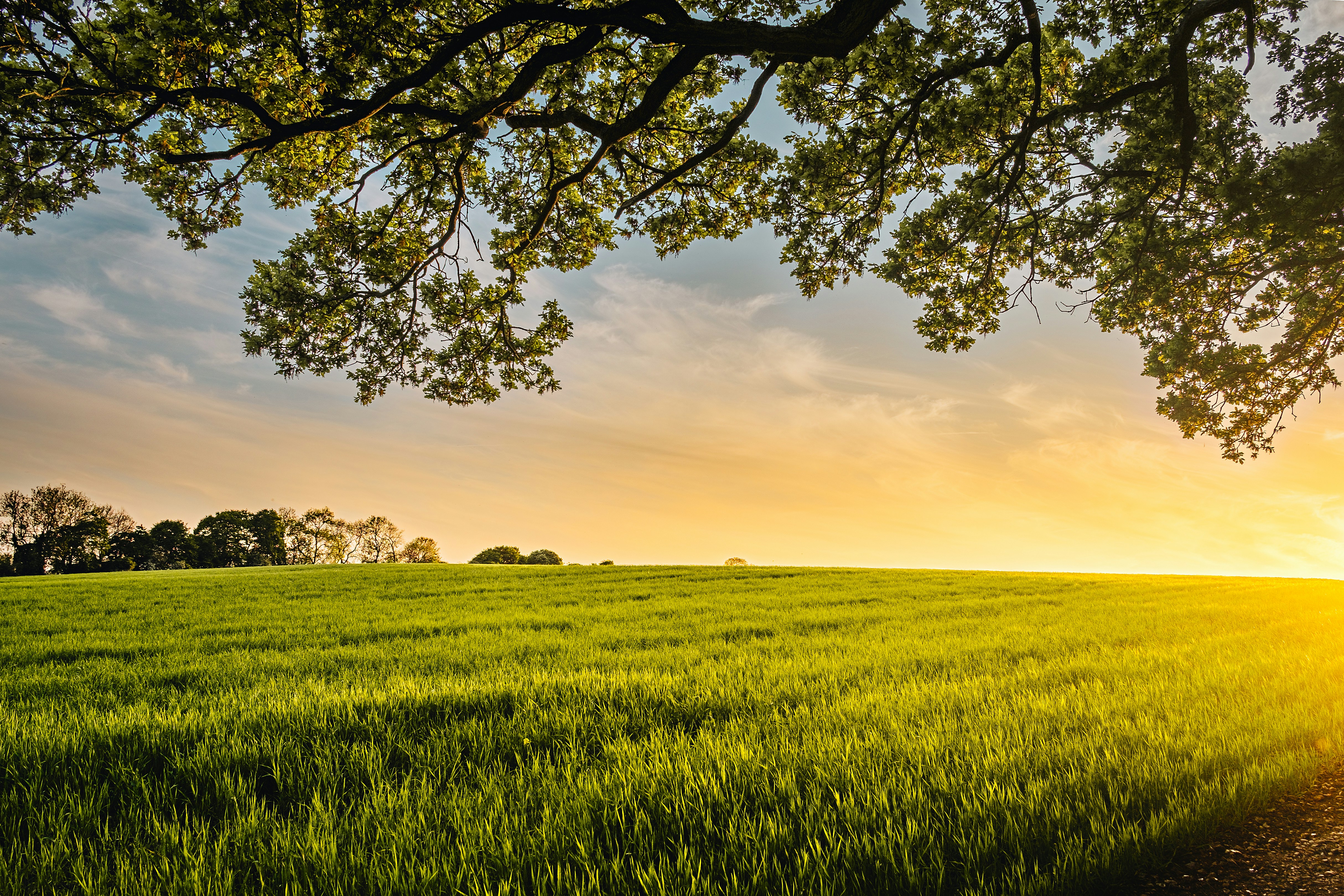 Sunset Over Wheat Fields