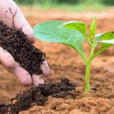 Packaged Cow Dung Manure