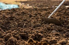 Cow Shed Manure Area