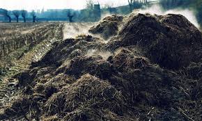 Compost Pile with Greenery